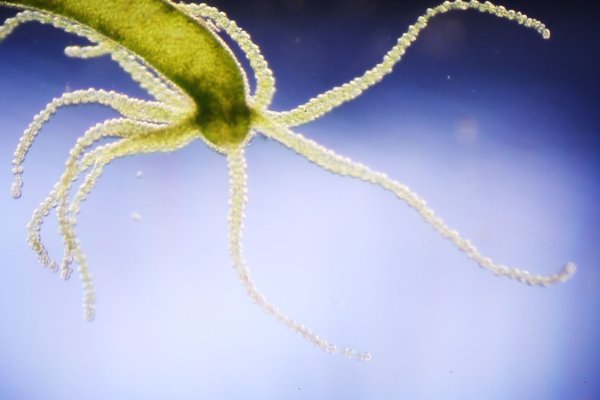 Kraken tor link